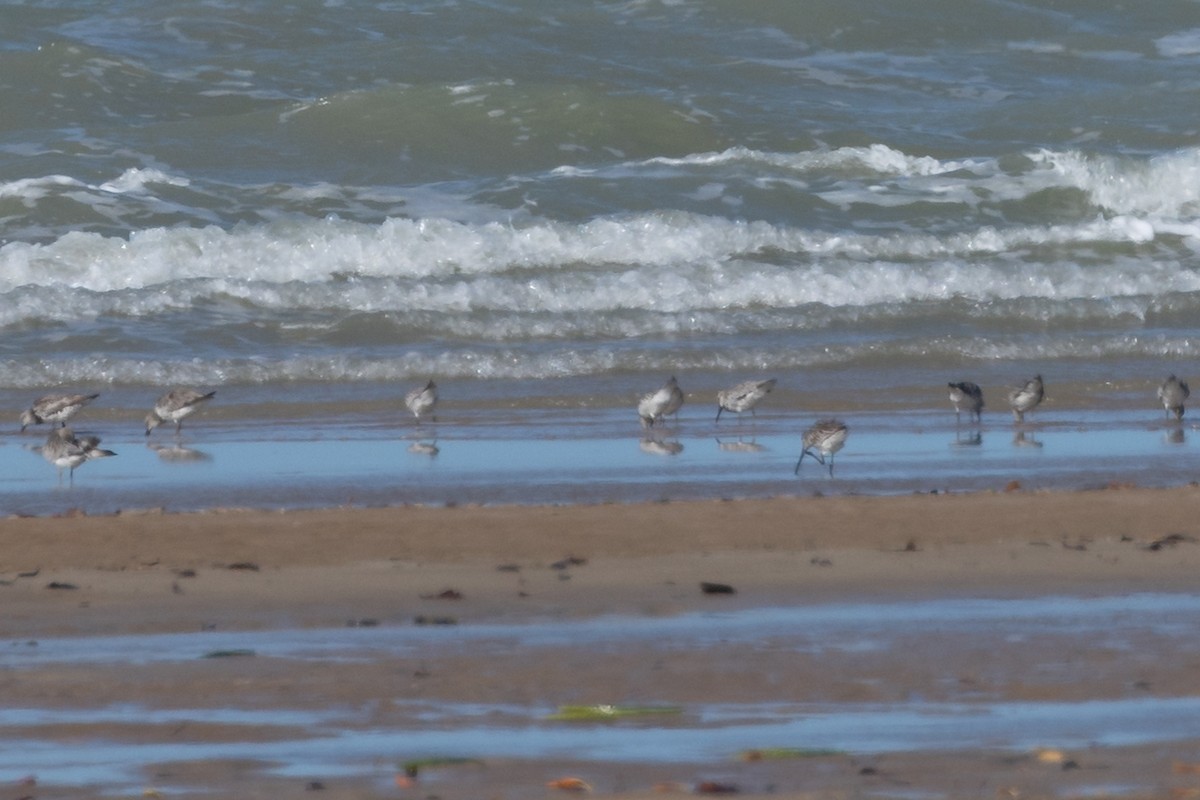 Asian Dowitcher - ML490818631