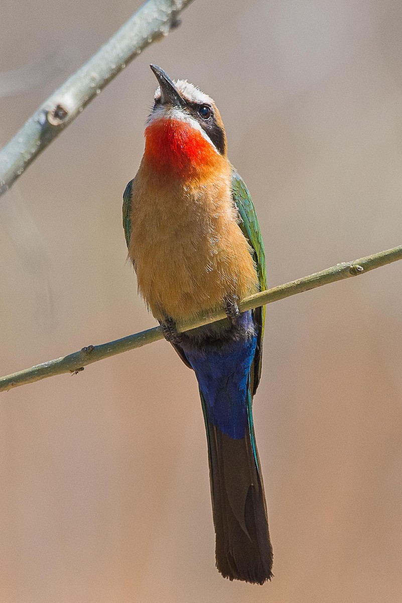White-fronted Bee-eater - ML490818981