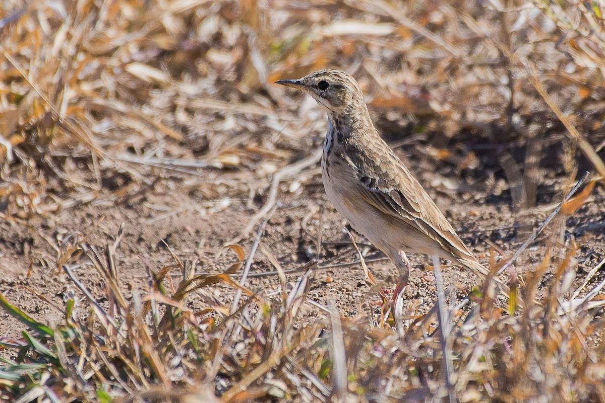 Pipit africain - ML490819601
