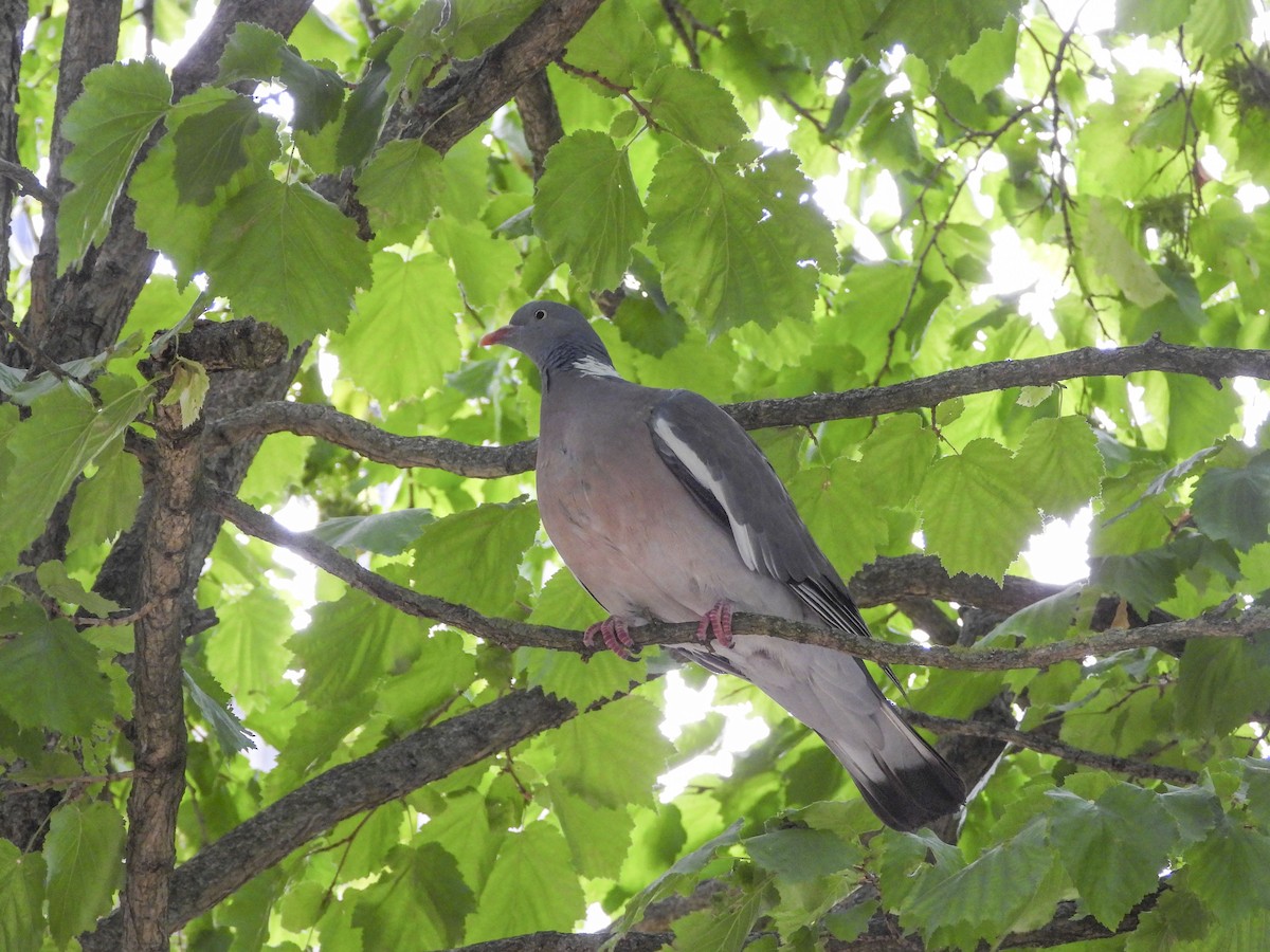 Common Wood-Pigeon (White-necked) - ML490819631