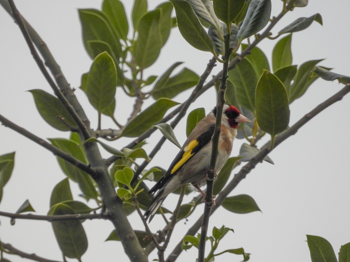 European Goldfinch (European) - ML490819731