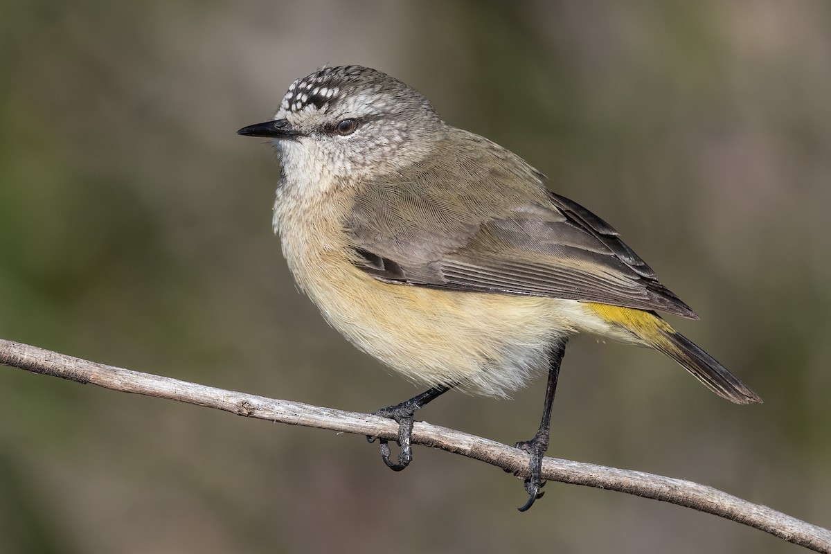 Yellow-rumped Thornbill - Terence Alexander