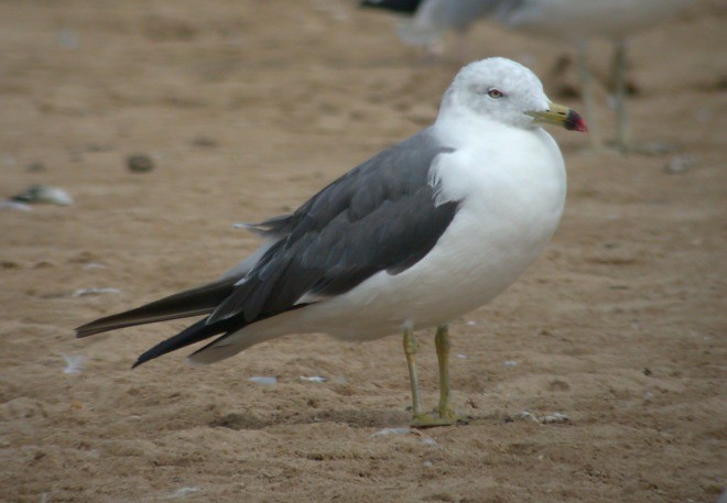 Black-tailed Gull - John Cassady