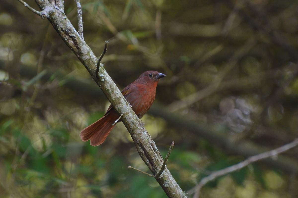 Red-crowned Ant-Tanager (Red) - ML490834101
