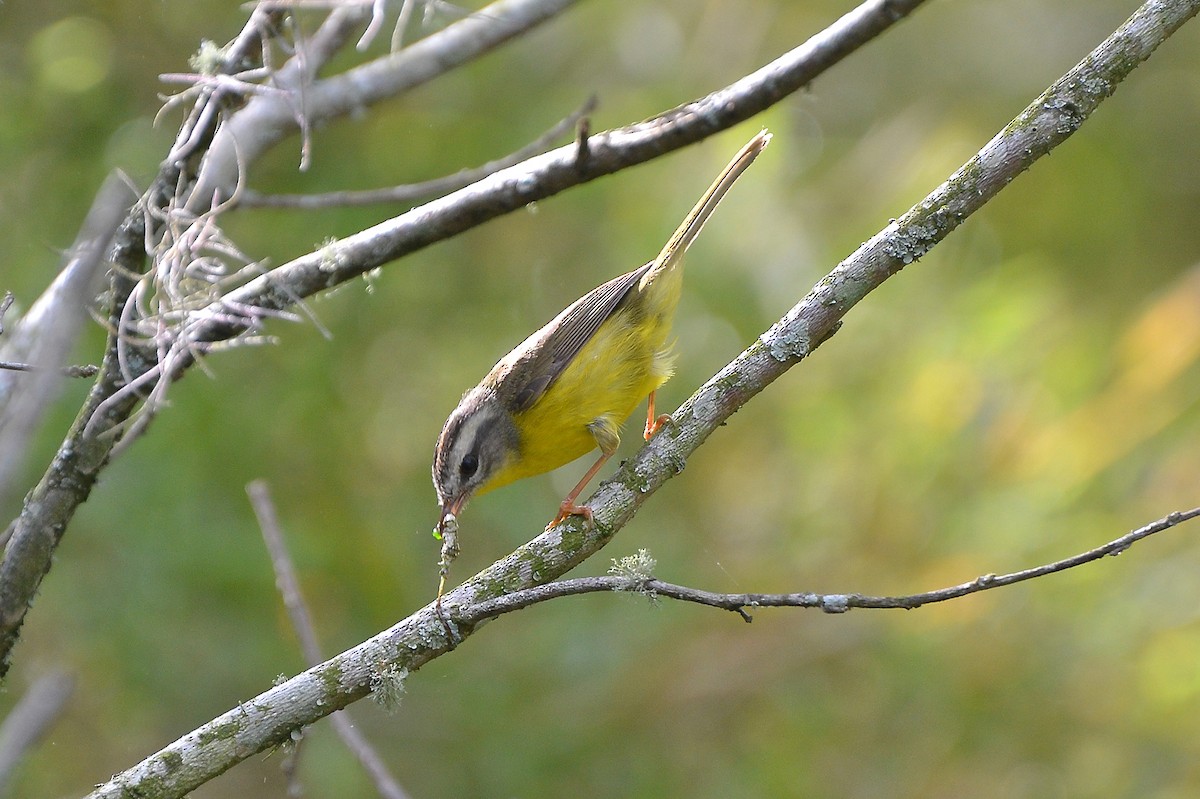 Golden-crowned Warbler - Fábio Luís Mello