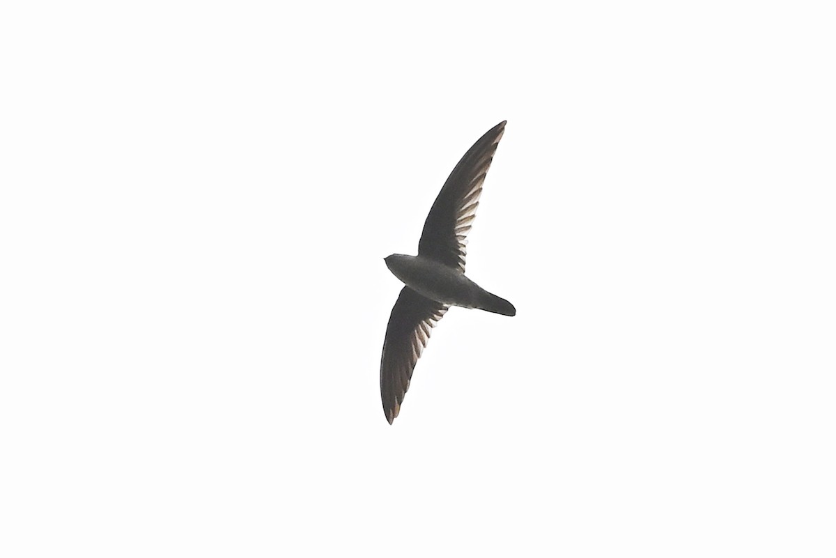 Himalayan Swiftlet (Indochinese) - ML490834351