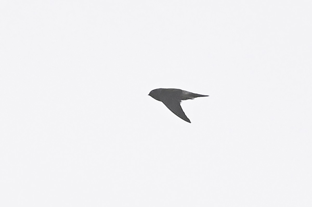 Himalayan Swiftlet (Indochinese) - ML490834361