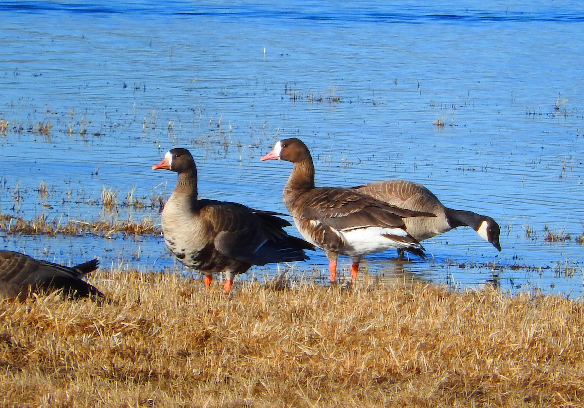 Greater White-fronted Goose - ML49083901