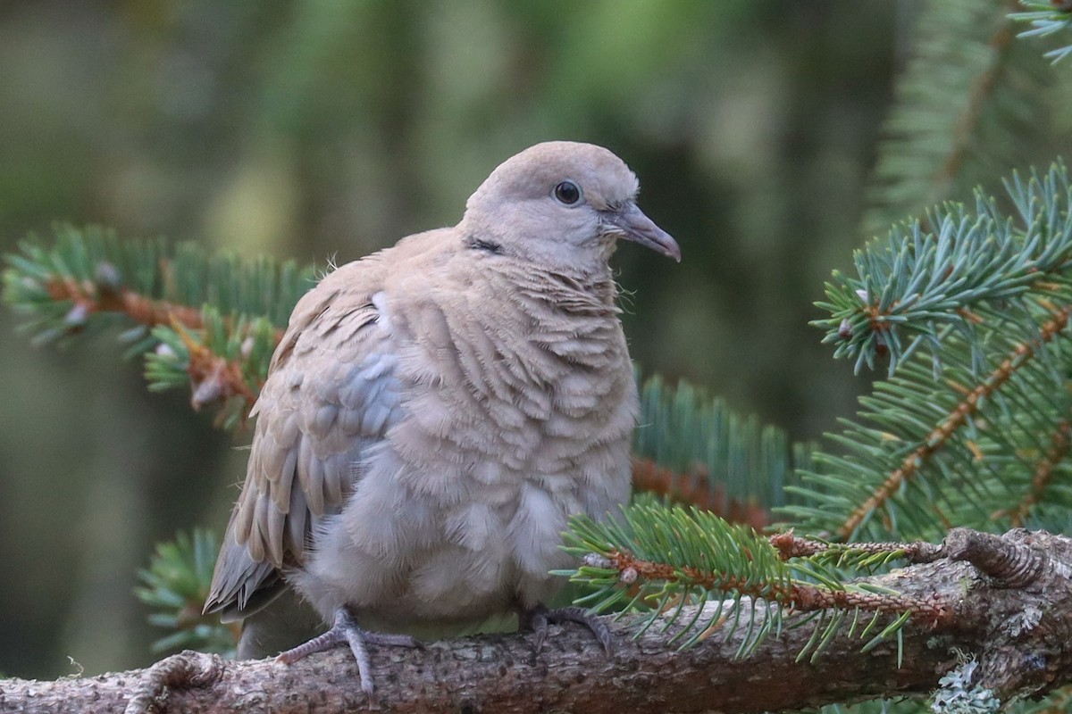 Eurasian Collared-Dove - ML490844171