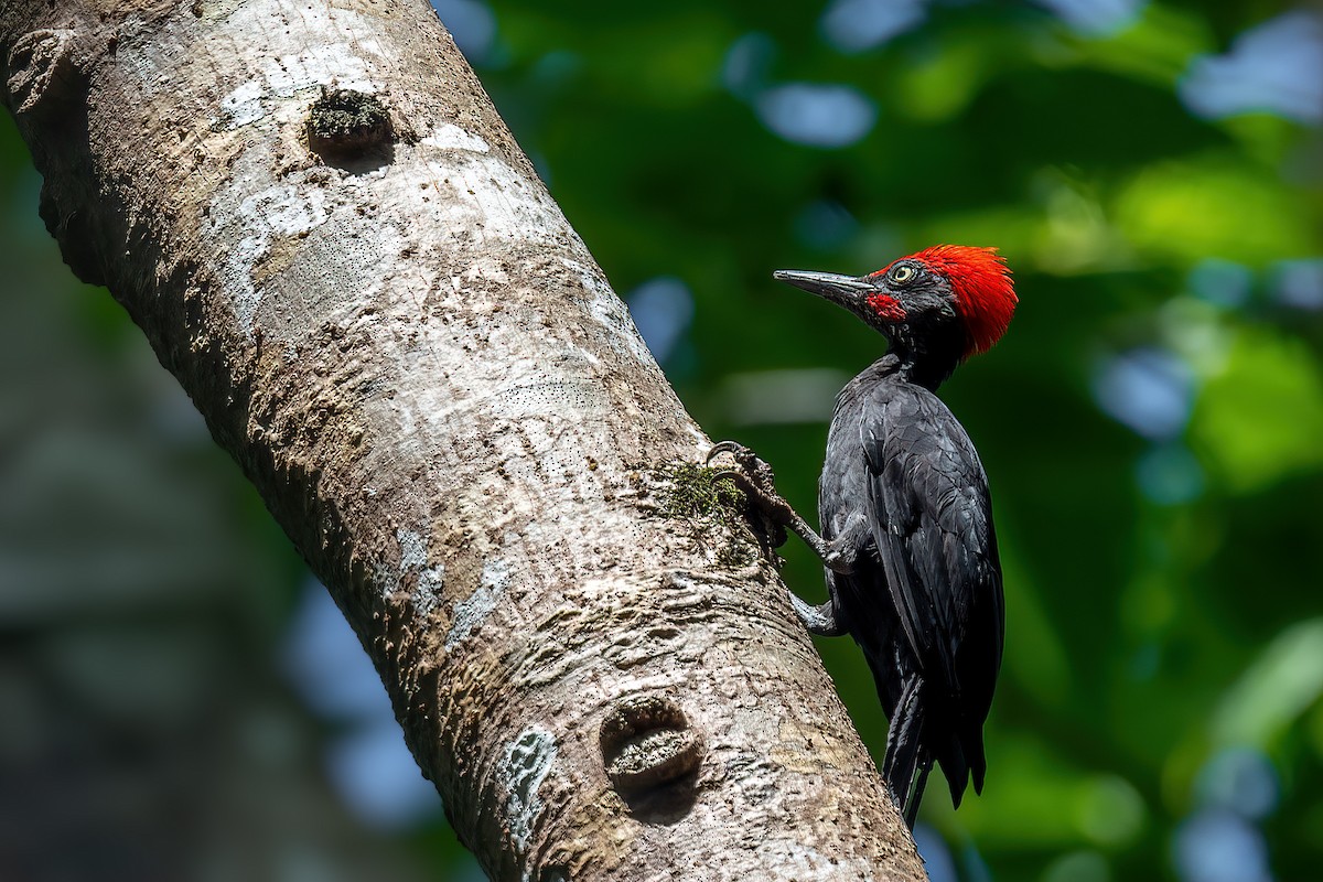 Andaman Woodpecker - Saswat Mishra