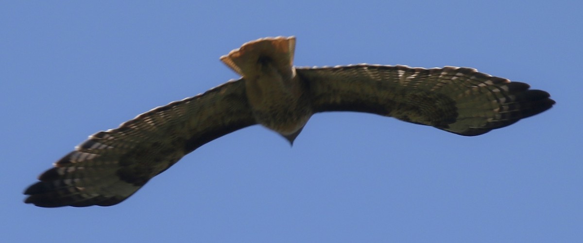 Red-tailed Hawk (calurus/alascensis) - ML490863481