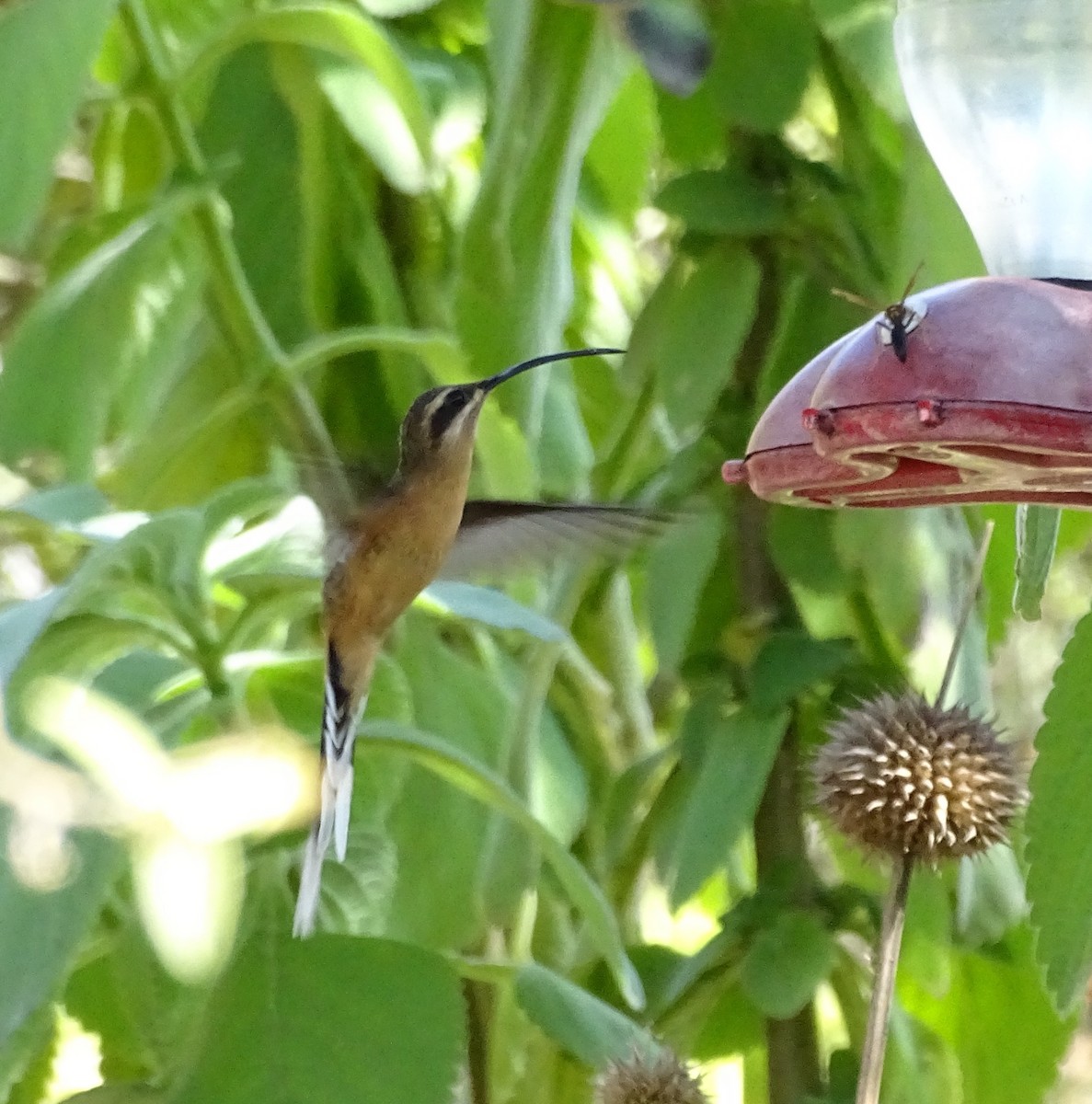 Большеклювый колибри-отшельник - ML490865521