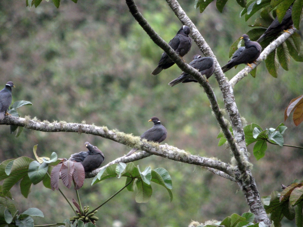 Band-tailed Pigeon (White-necked) - ML49086701