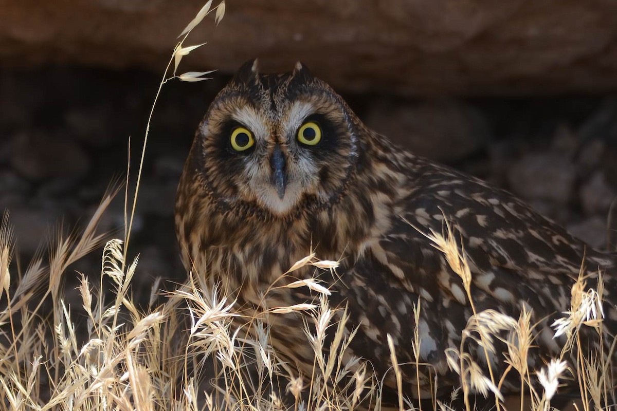 Short-eared Owl - Ergün Cengiz