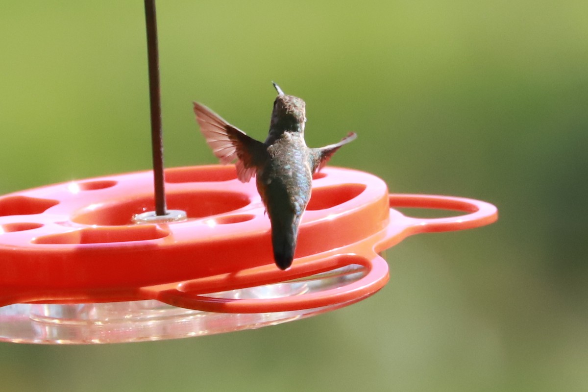 ebird-checklist-6-oct-2022-399-upper-georges-valley-rd-spring