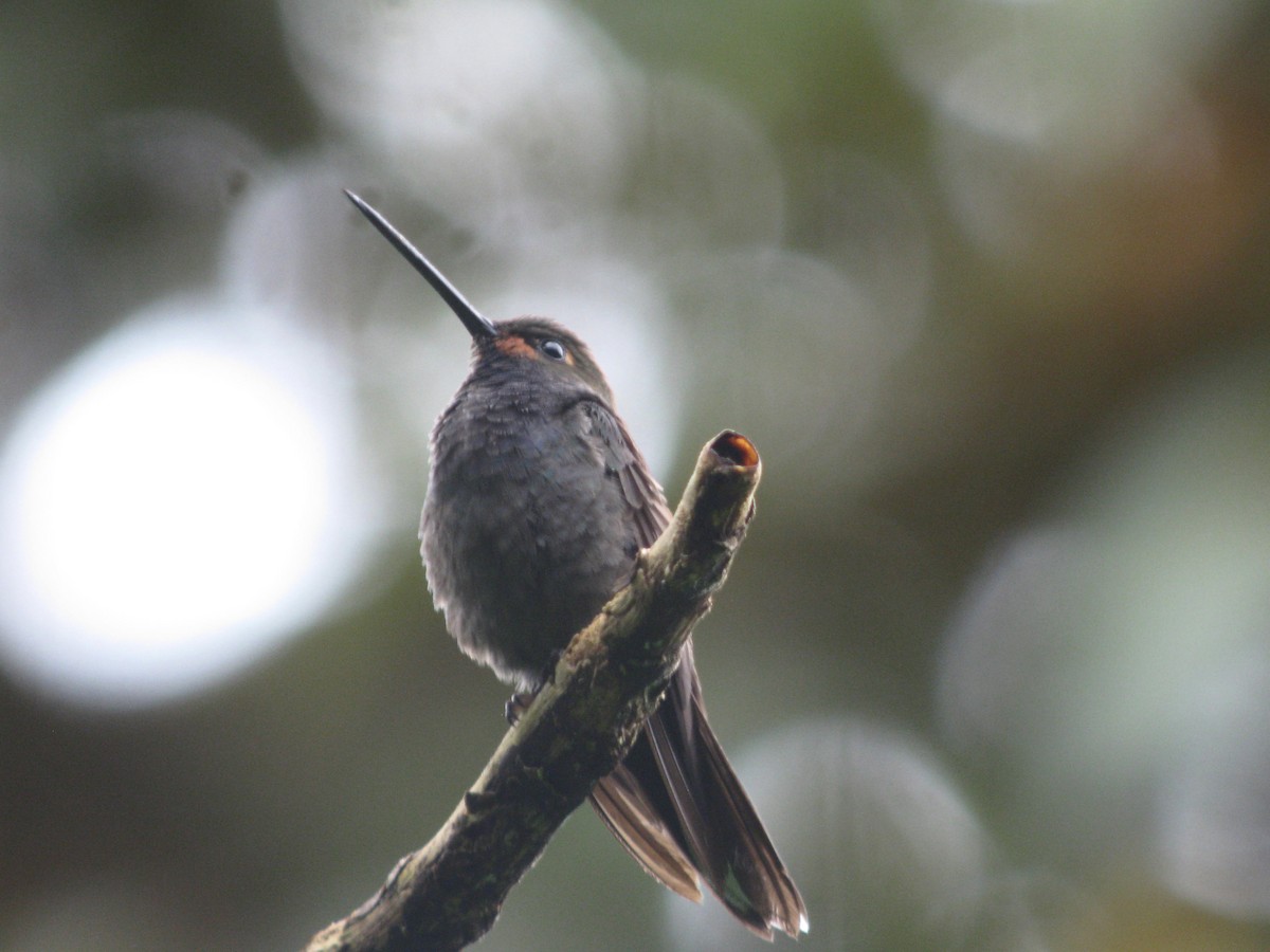 kolibřík irisový - ML49087551