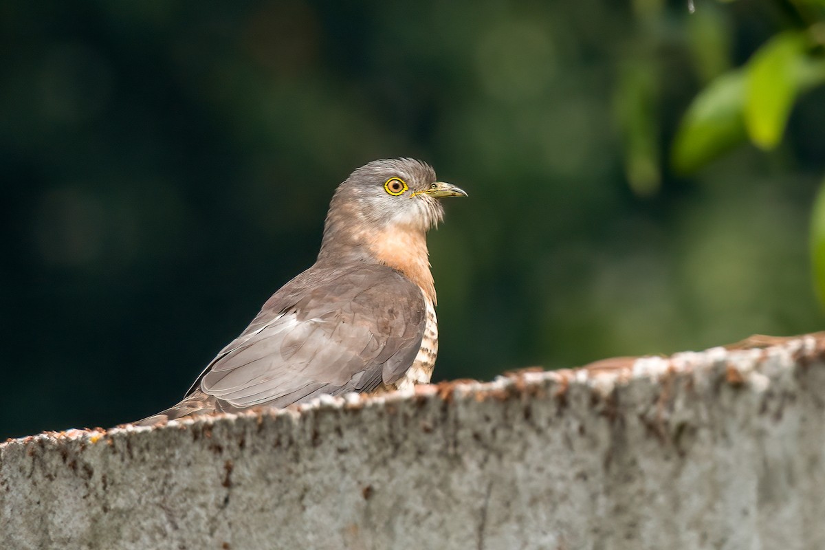 Common Hawk-Cuckoo - Sujan Abu Jafar