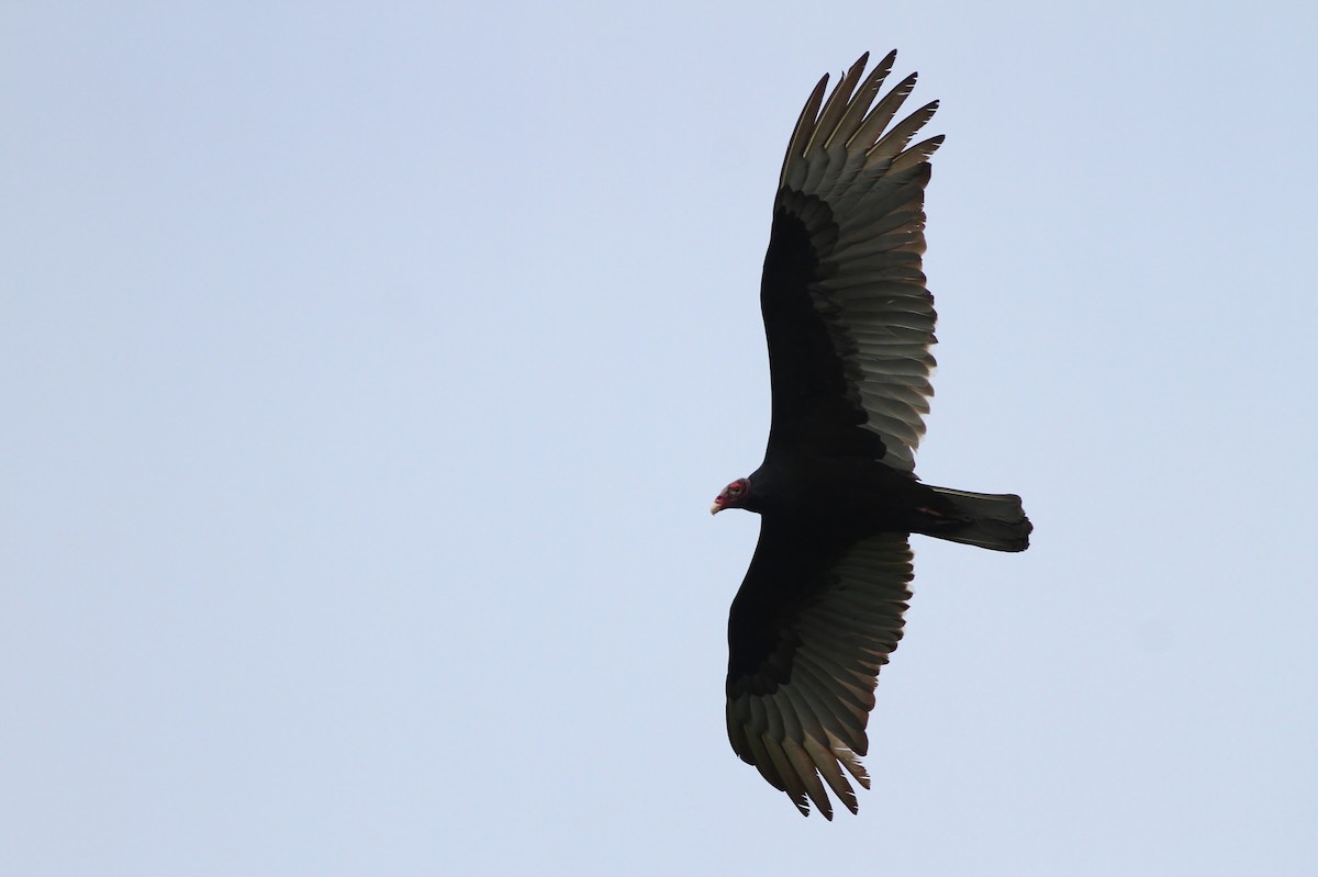 Turkey Vulture (Northern) - ML49088151