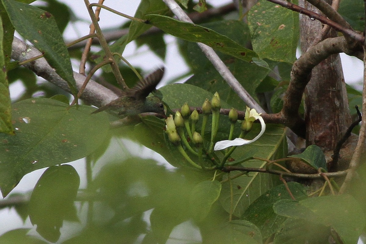 kolibřík honduraský - ML49088171