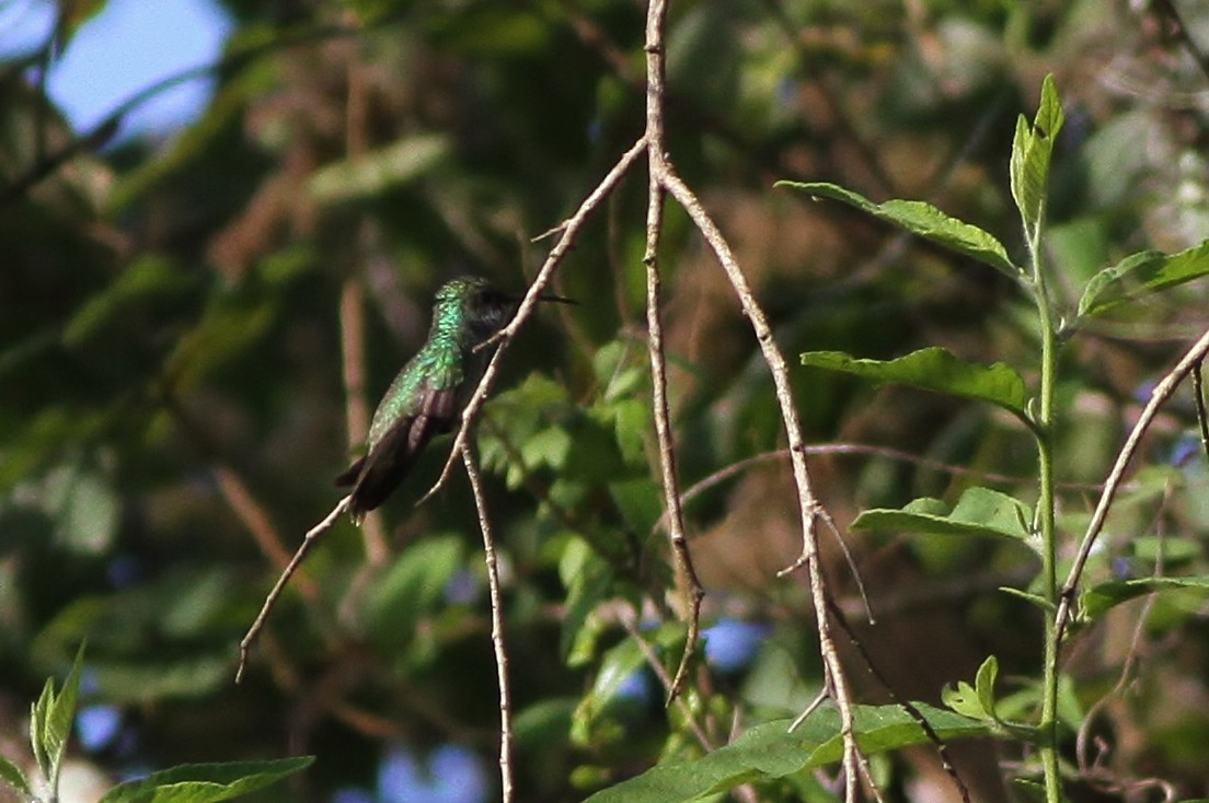 kolibřík honduraský - ML49088241