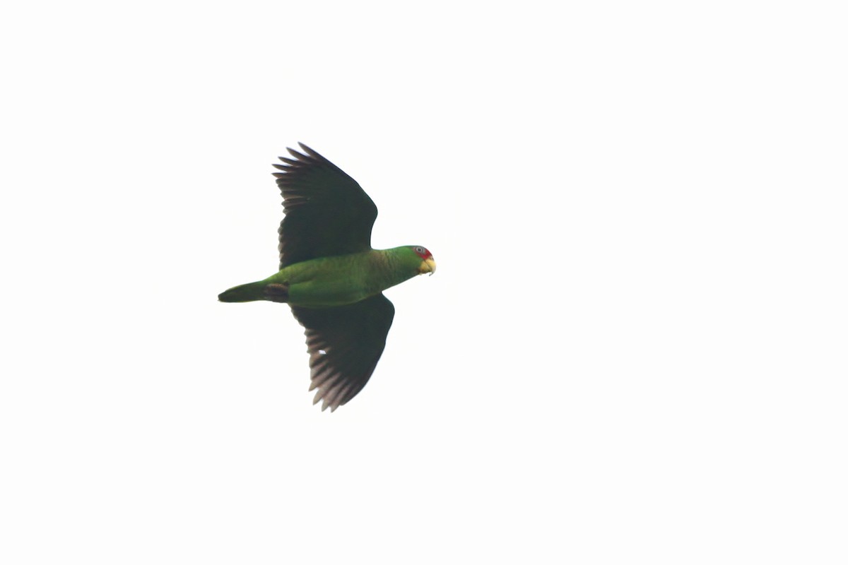 White-fronted Parrot - ML49088321