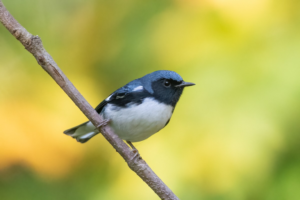 Black-throated Blue Warbler - ML490883911