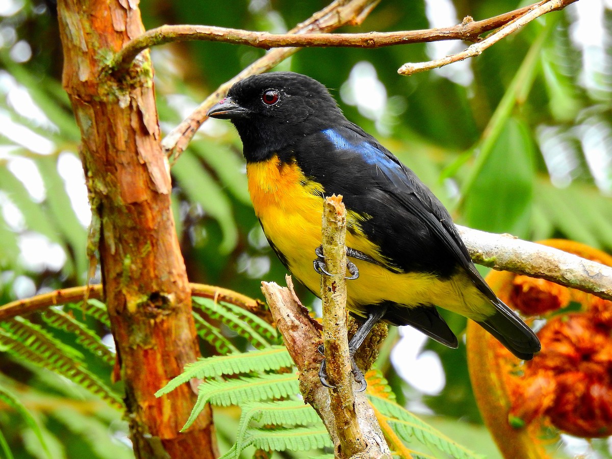 Black-and-gold Tanager - ML490889531