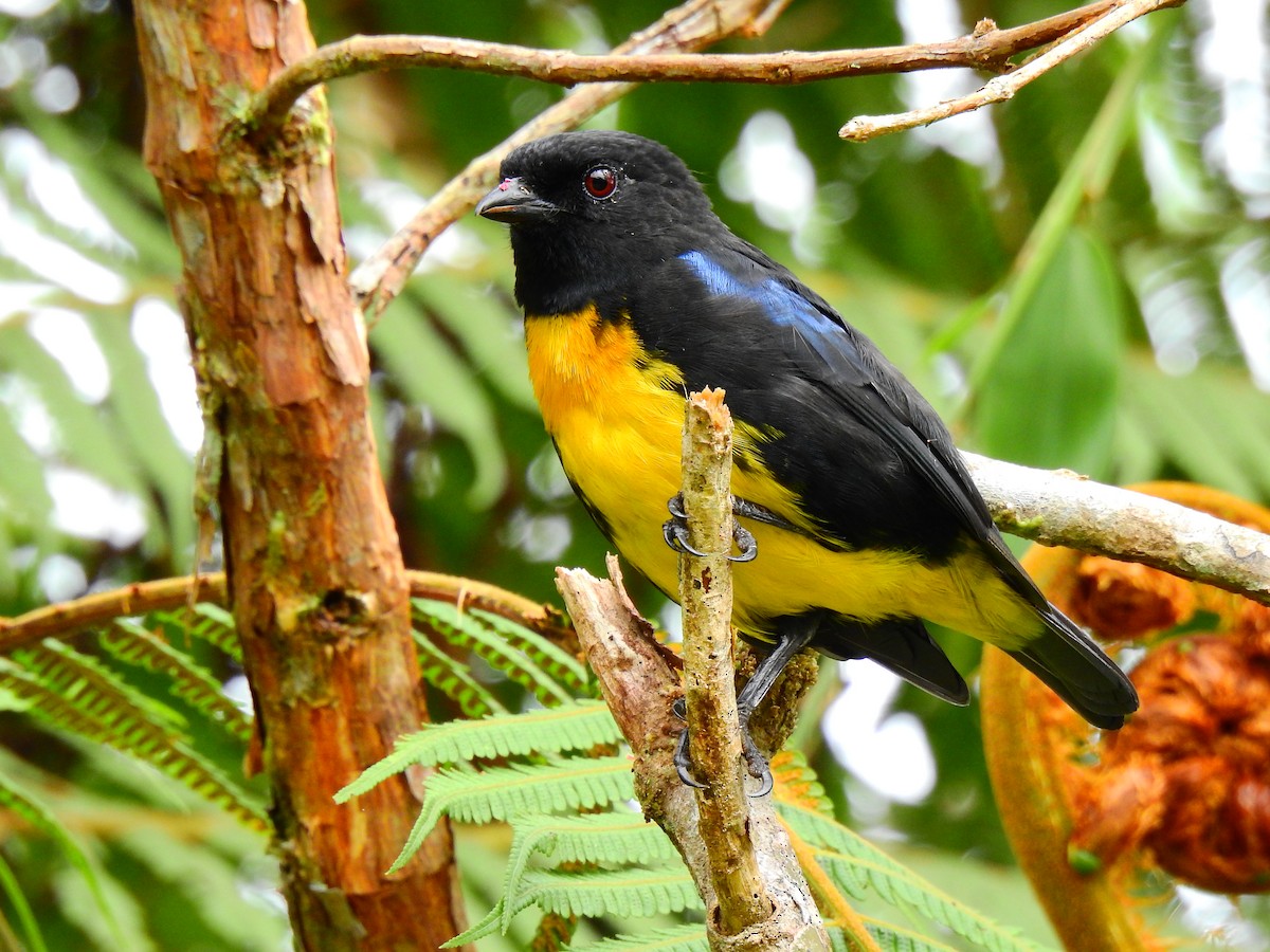 Black-and-gold Tanager - ML490890281