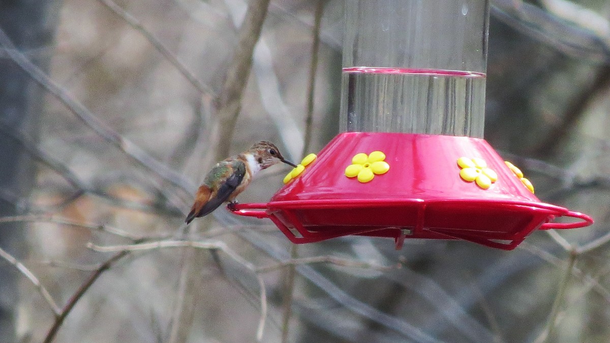 Rufous Hummingbird - ML49089141