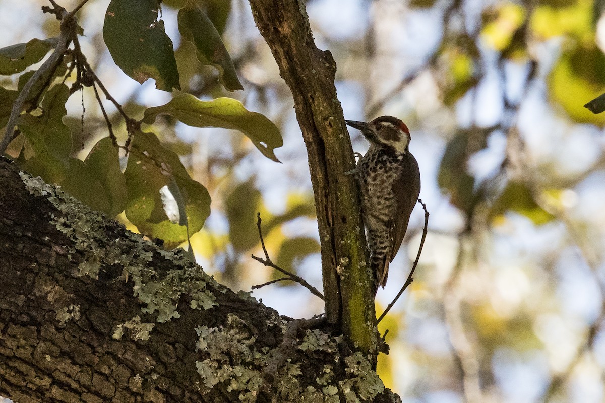 Arizona Woodpecker - Ken Chamberlain