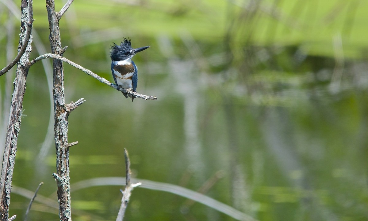 Belted Kingfisher - ML490893661