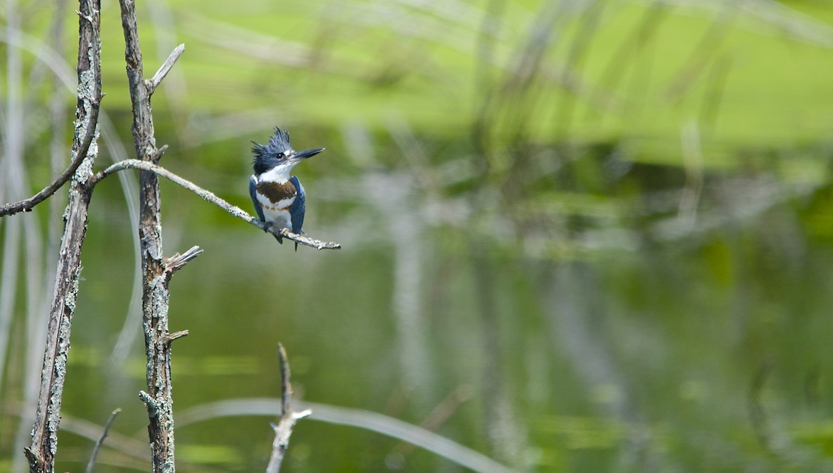 Belted Kingfisher - ML490893671