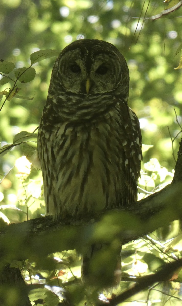 Barred Owl - ML490893991
