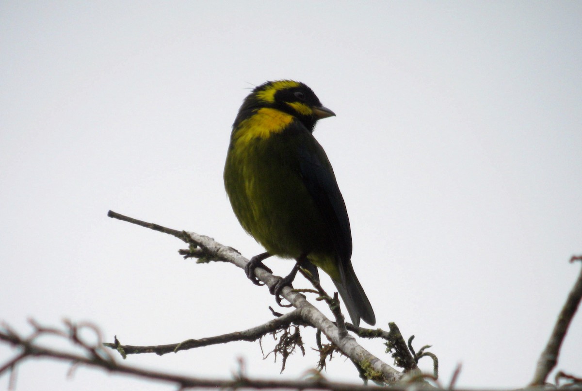 Gold-ringed Tanager - ML49090161