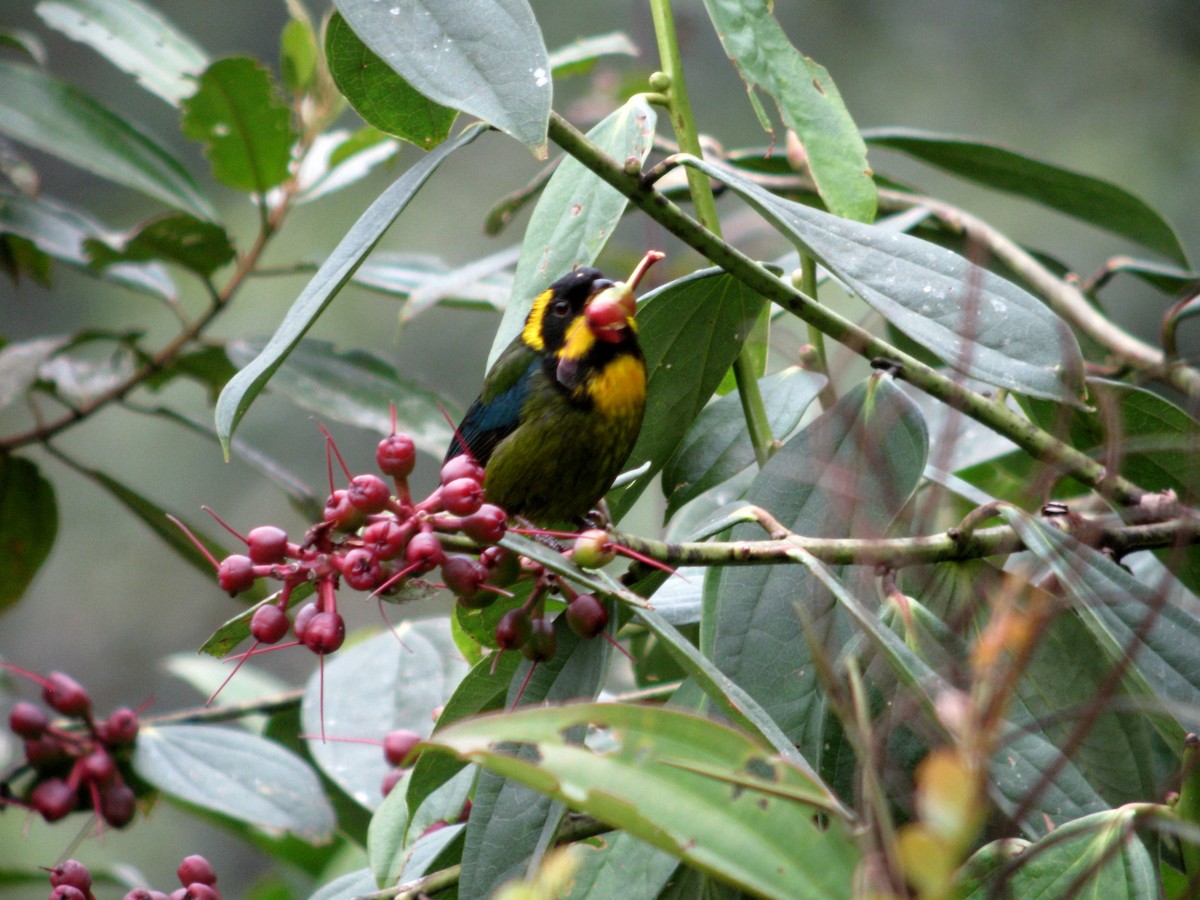 Gold-ringed Tanager - ML49090271