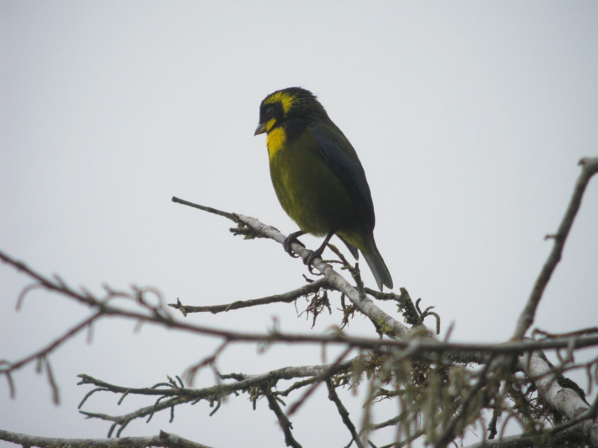 Gold-ringed Tanager - ML49090391