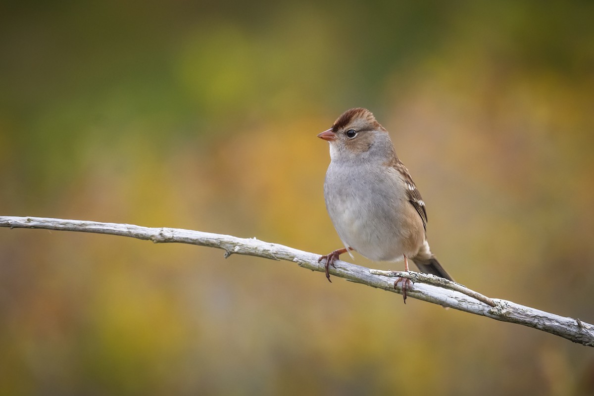 White-crowned Sparrow - Jason Dain