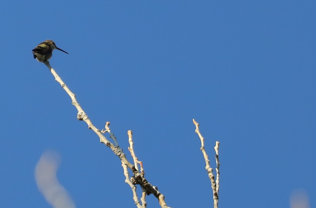 Black-chinned Hummingbird - ML490906061