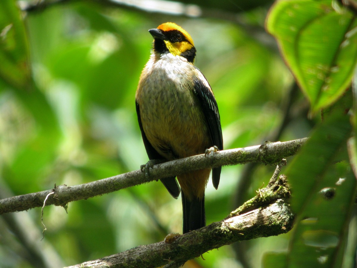 Flame-faced Tanager - ML49090791