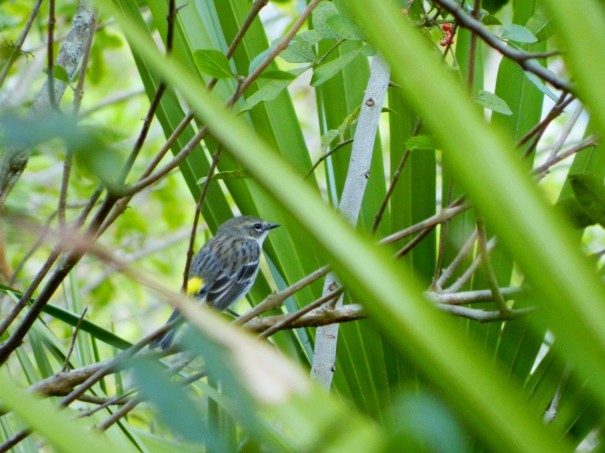 Yellow-rumped Warbler - Genc & Mycl Overfield