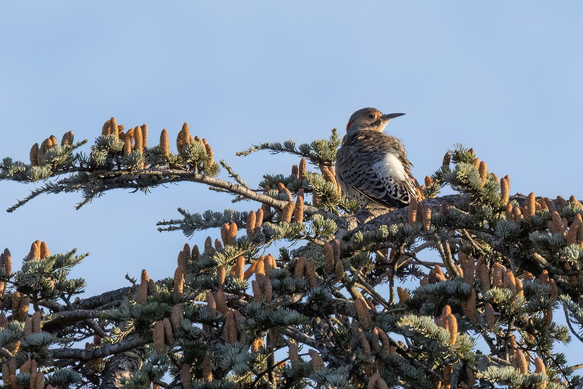 Northern Flicker (Yellow-shafted) - ML490925401