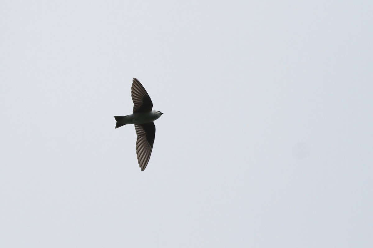 Violet-green Swallow - ML49092701