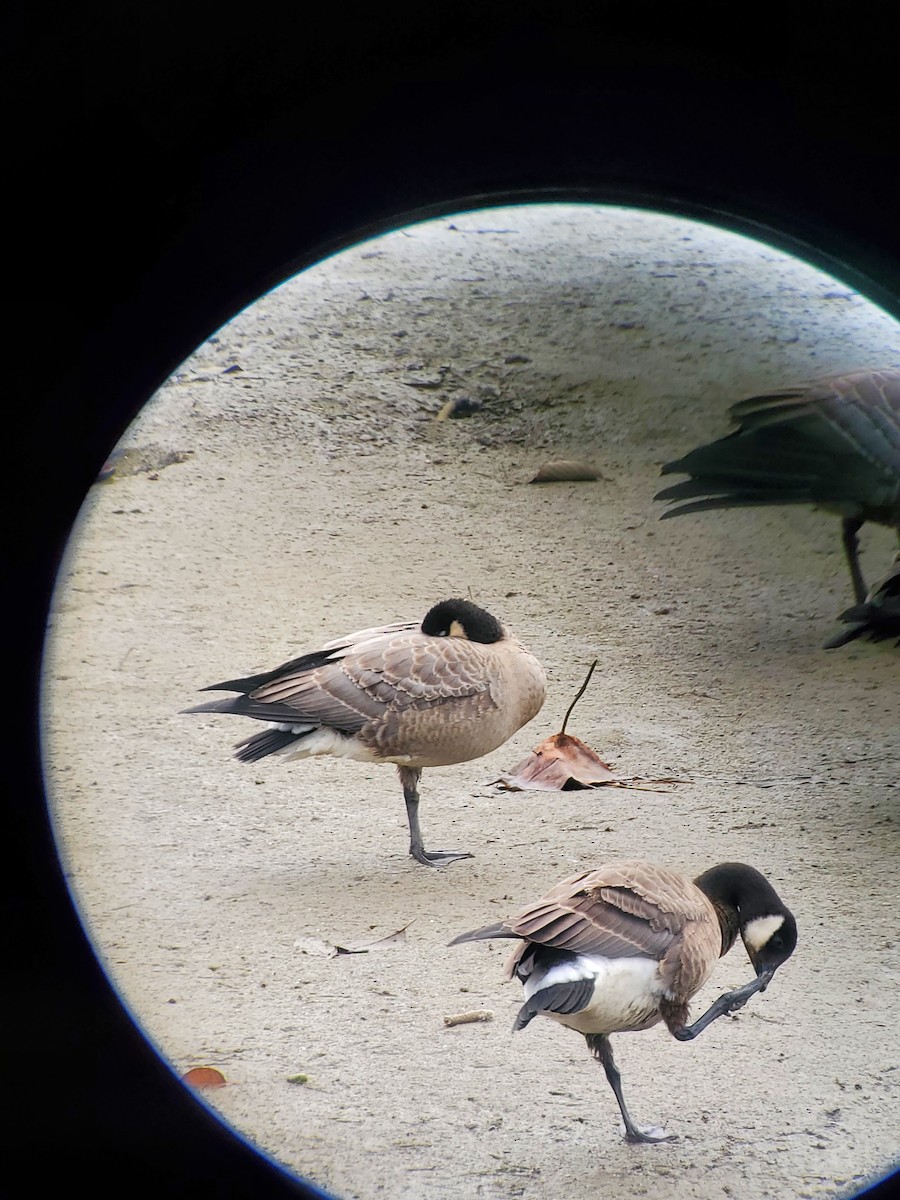 Ebird Pacific Northwest Checklist Oct Lynch Cove Public Duck