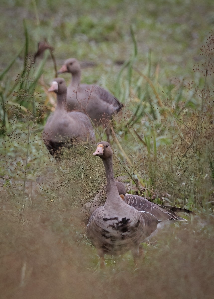 Greater White-fronted Goose - ML490937571