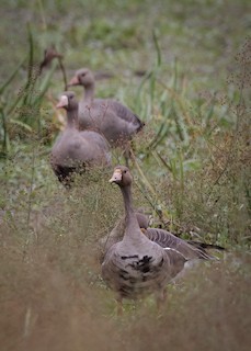 Greater White-fronted Goose, ML490937571