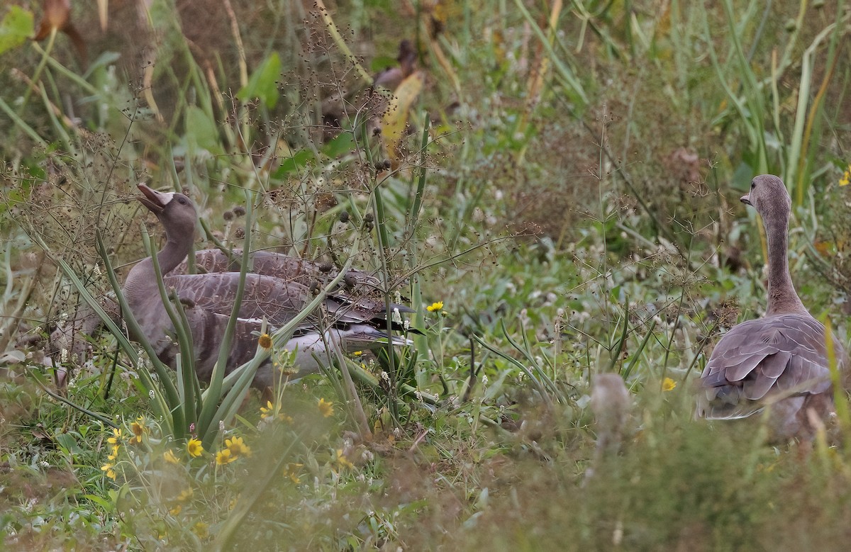 Greater White-fronted Goose - ML490937651