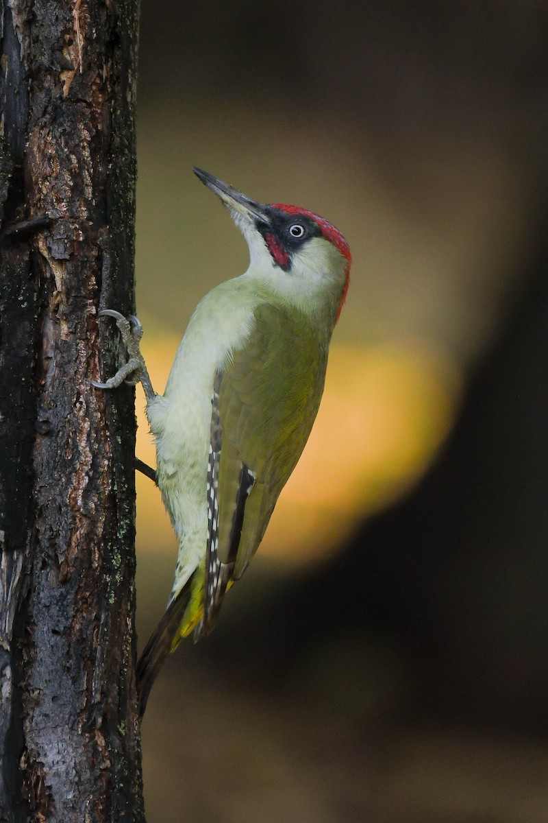 Eurasian Green Woodpecker (Eurasian) - ML490938531
