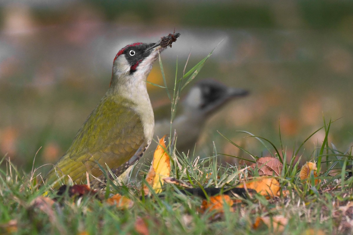 Eurasian Green Woodpecker (Eurasian) - ML490938551