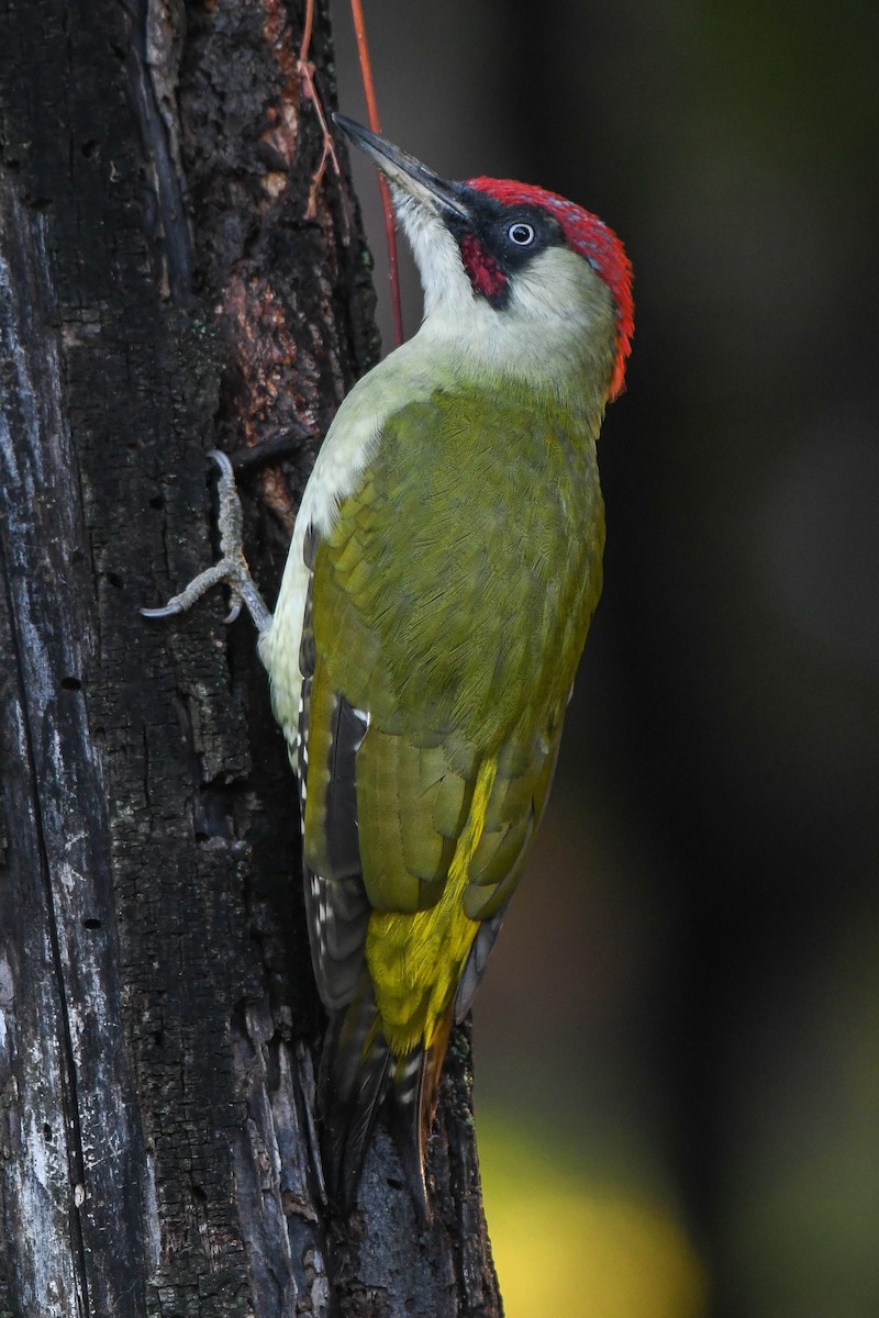 Eurasian Green Woodpecker (Eurasian) - ML490938561
