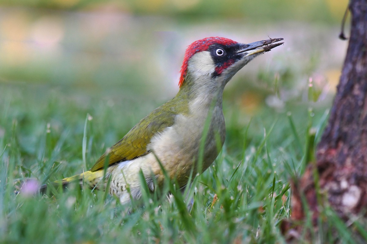 Eurasian Green Woodpecker (Eurasian) - ML490938581